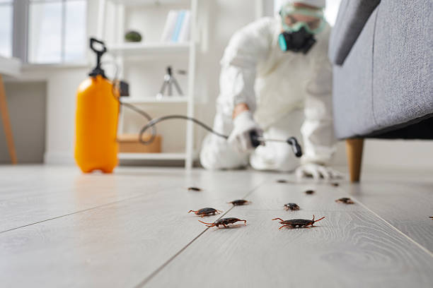 Affordable Termite Control solutions in West Fairview, PA